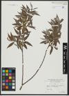 Foto von Salix alba L.